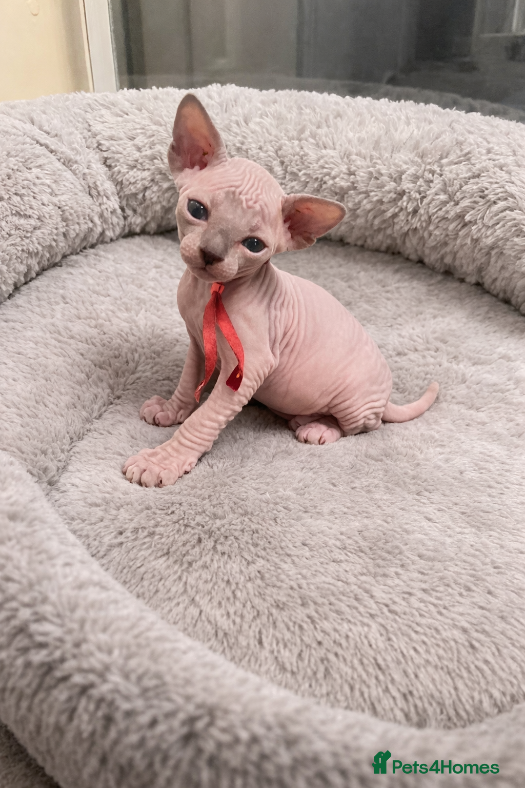 Sphynx cats Sphynx Kittens - European Champion Bloodlines - Advert 4