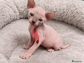 Sphynx cats Sphynx Kittens - European Champion Bloodlines - Advert 4