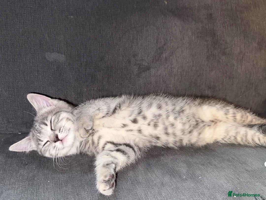 British Shorthair cats for sale: BSH CROSS KITTEN  - Advert 2