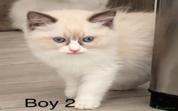 Ragdoll cats for sale: Beautiful Ragdoll kittens - Image 6