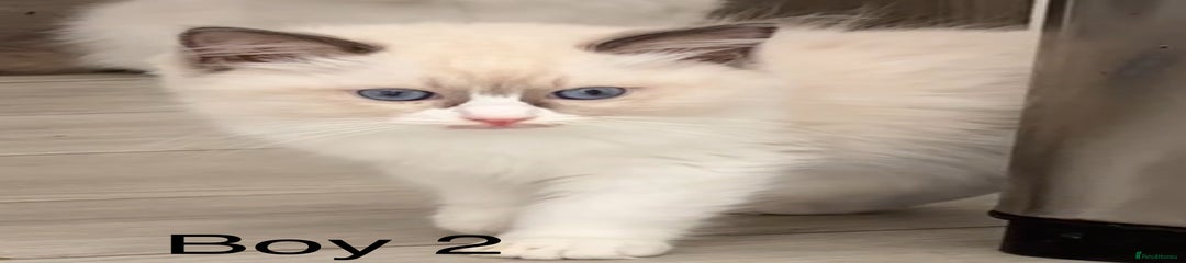 Ragdoll Kitten 2