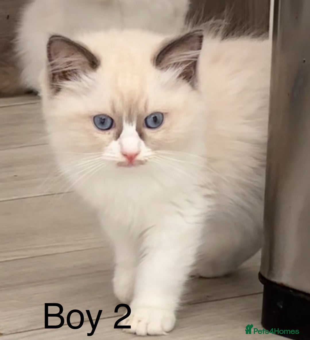 Ragdoll cats for sale: Beautiful Ragdoll kittens - Image 6