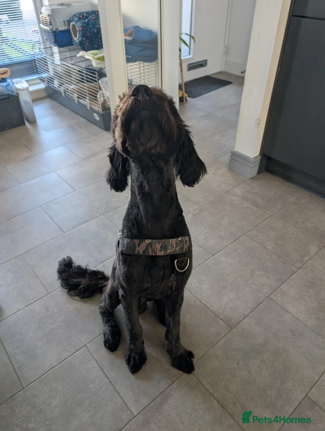 Goldendoodle dogs for sale: A puppy looking for a forever home in Glasgow - Advert 1