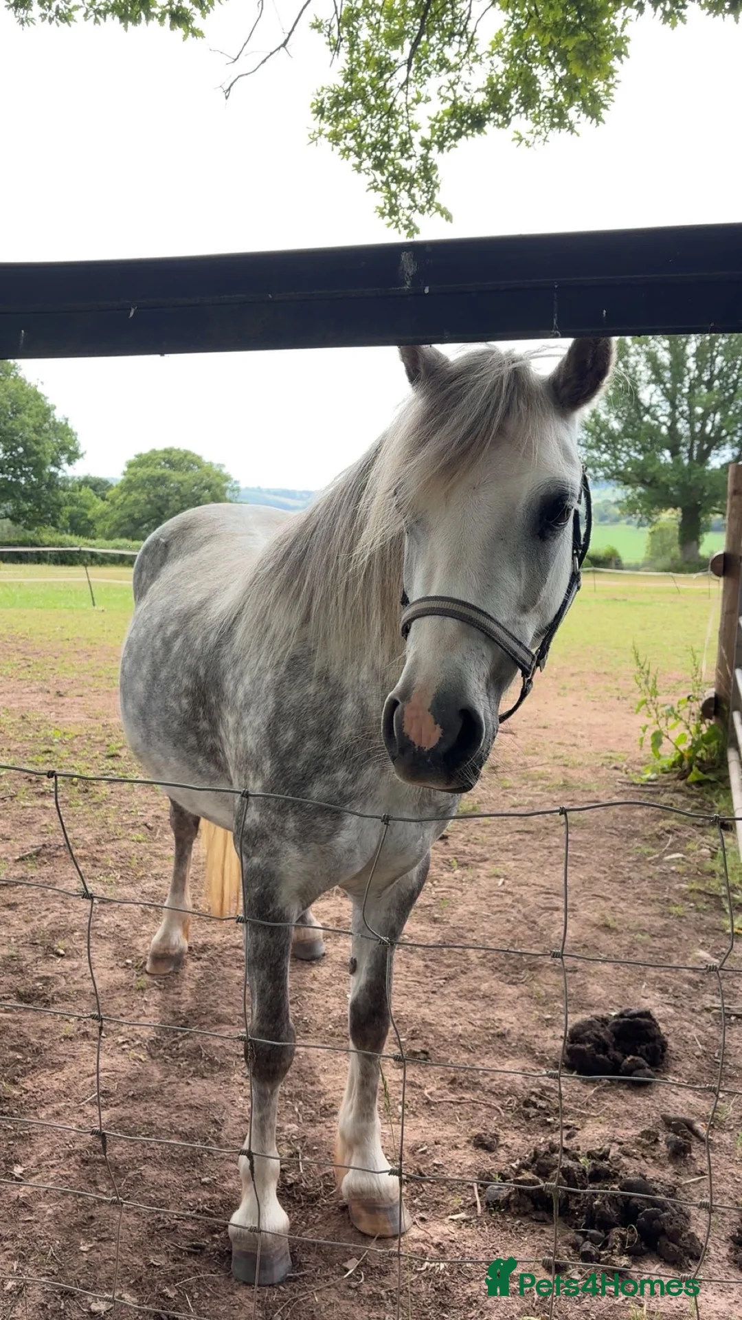 Welsh Section A horses for sale: Rising 6yo dapple grey Welsh A mare  in Hereford - Advert 1