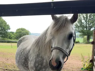 Welsh Section A horses Rising 6yo dapple grey Welsh A mare in Hereford - Advert 1