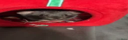 Rat rodents for sale: 6 female rats  - Advert 4