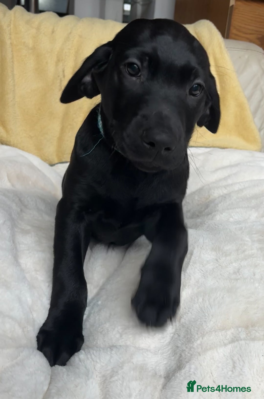 Labrador Retriever dogs for sale: KC Fully Health Tested Outstanding Working Line - Advert 24