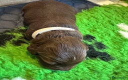 Sprocker dogs for sale: SPROCKER PUPPIES FOR SALE - Image 7