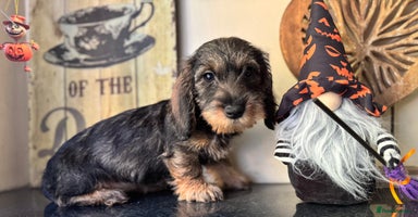 Dachshund dogs - Advert 3