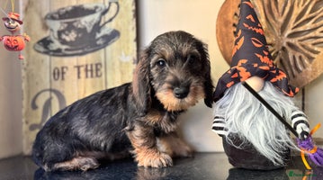 Dachshund dogs - Advert 3