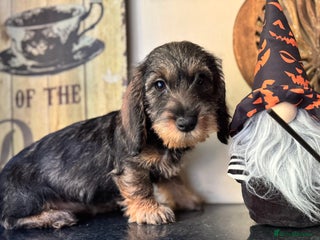 Dachshund dogs - Advert 3