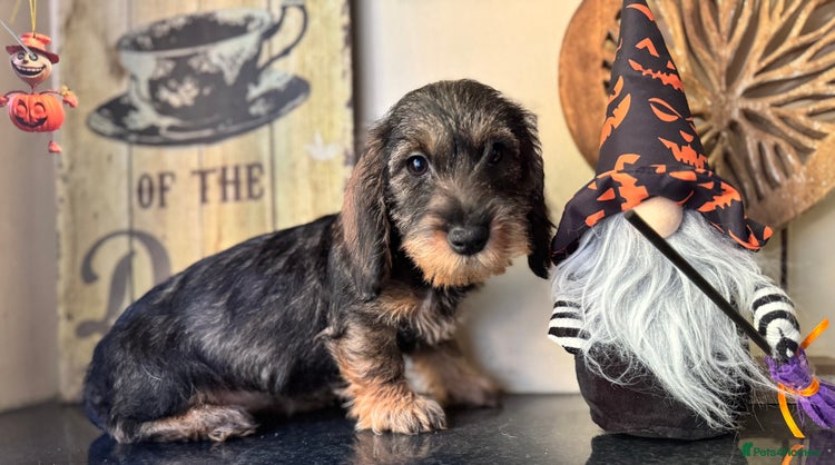 Dachshund dogs - Advert 2