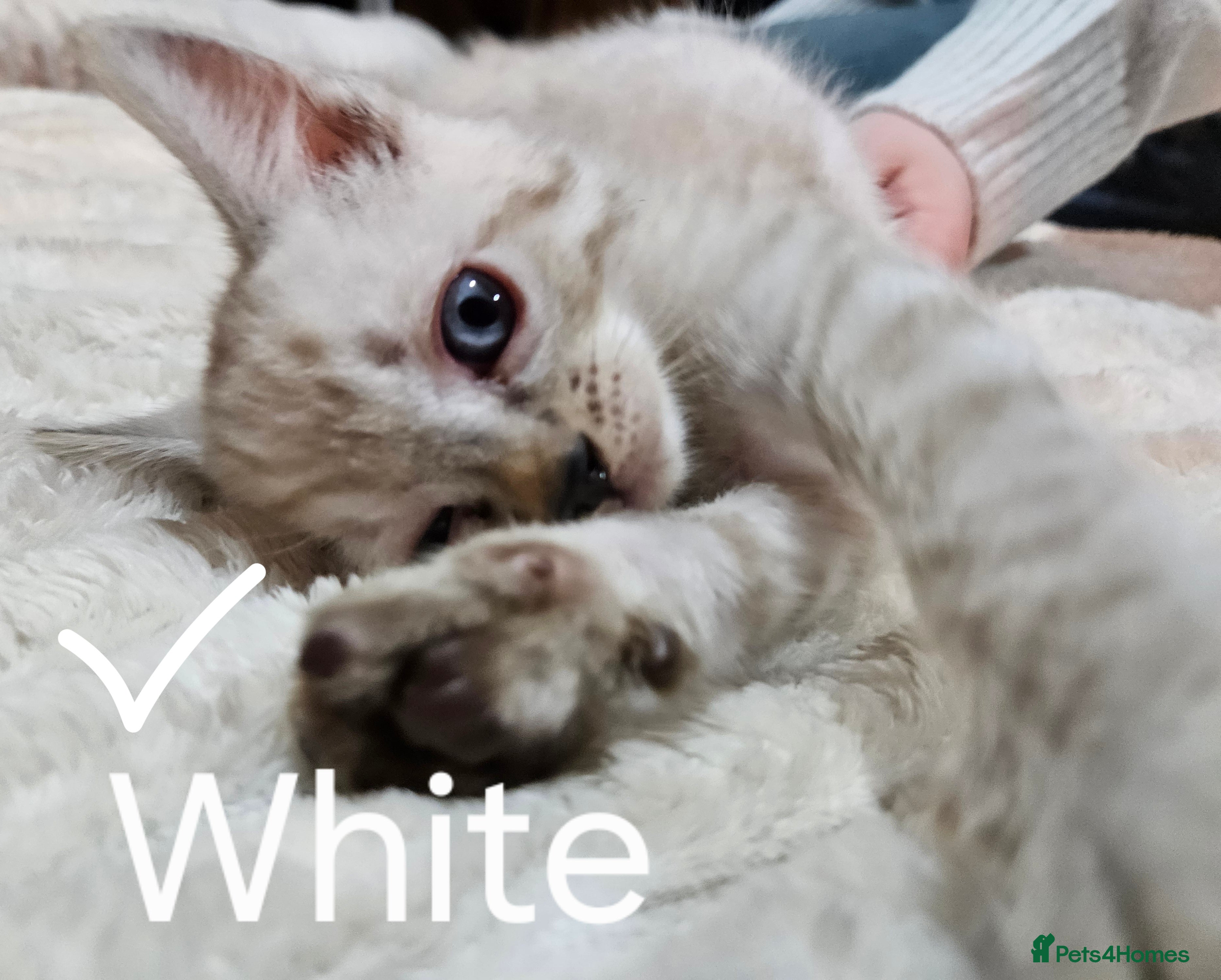 Ragdoll cats UNIQUE! Adorable Kittens💖LAST OF THE LITTER  - Advert 1