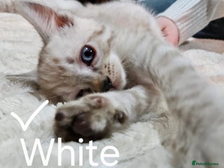 Ragdoll cats UNIQUE! Adorable Kittens (Ragdoll x Bengal) - Advert 1