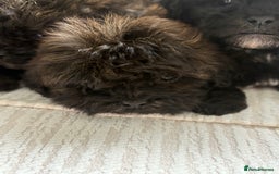 Mixed Breed dogs for sale: Shih-Poo or Shoodle - Image 21