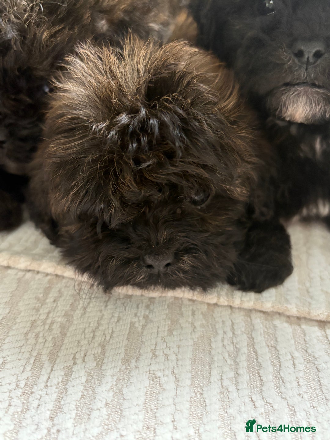 Mixed Breed dogs for sale: Shih-Poo or Shoodle - Image 21