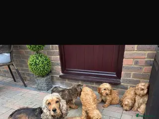 Cockapoo dogs Cockapoo puppy’s f1 - Advert 5