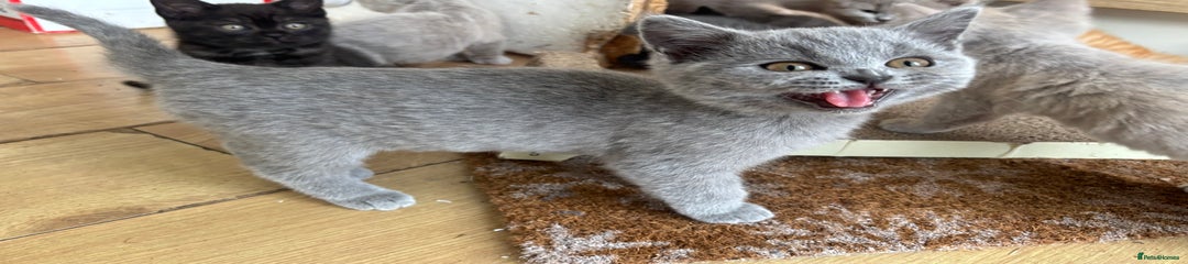 British Longhair Kitten 2