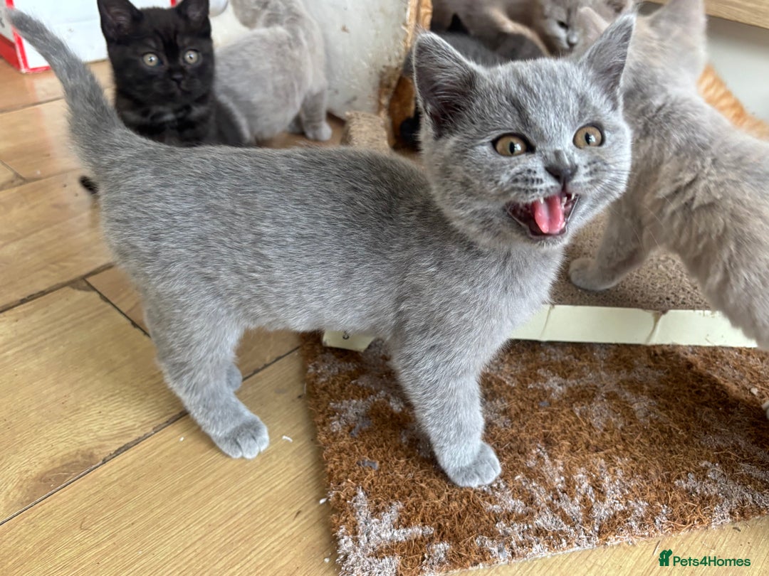 British Longhair cats for sale: 5 stunning British blues  - Image 3