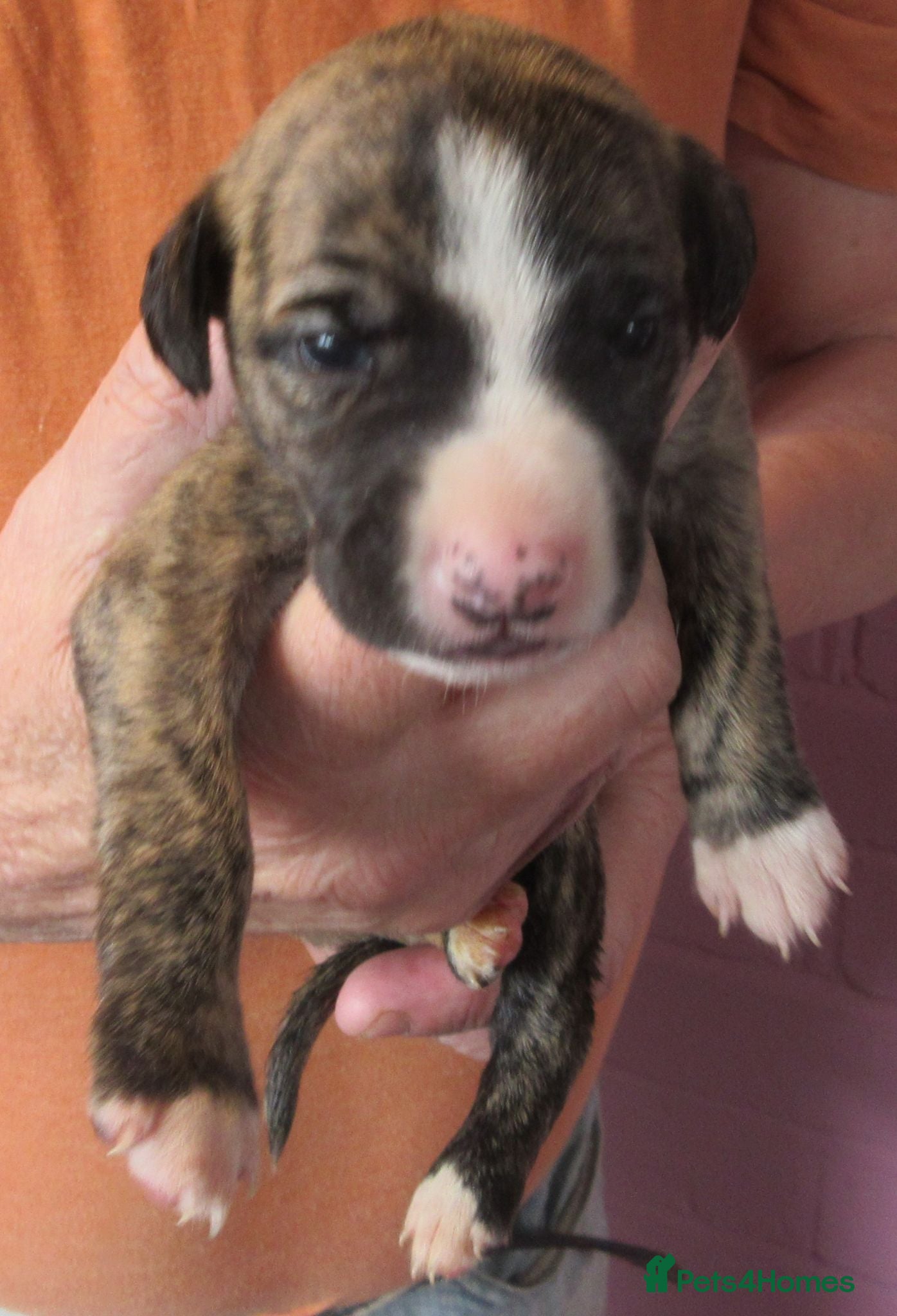 Whippet dogs Celticmoon KC Whippet Puppies - Advert 2