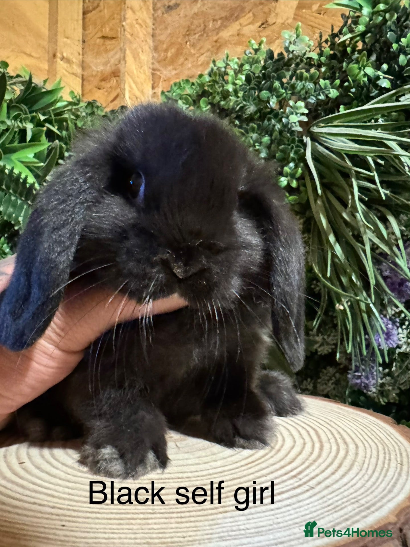 Mini Lop rabbits Superb pure bred mini lops available  - Advert 2