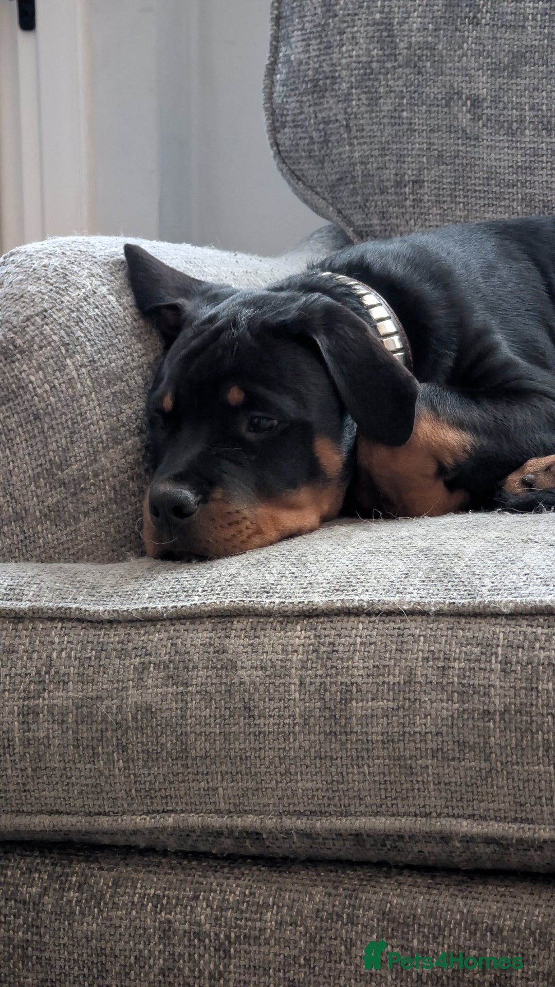 Rottweiler dogs for sale: 6 months male Rottie - Image 7