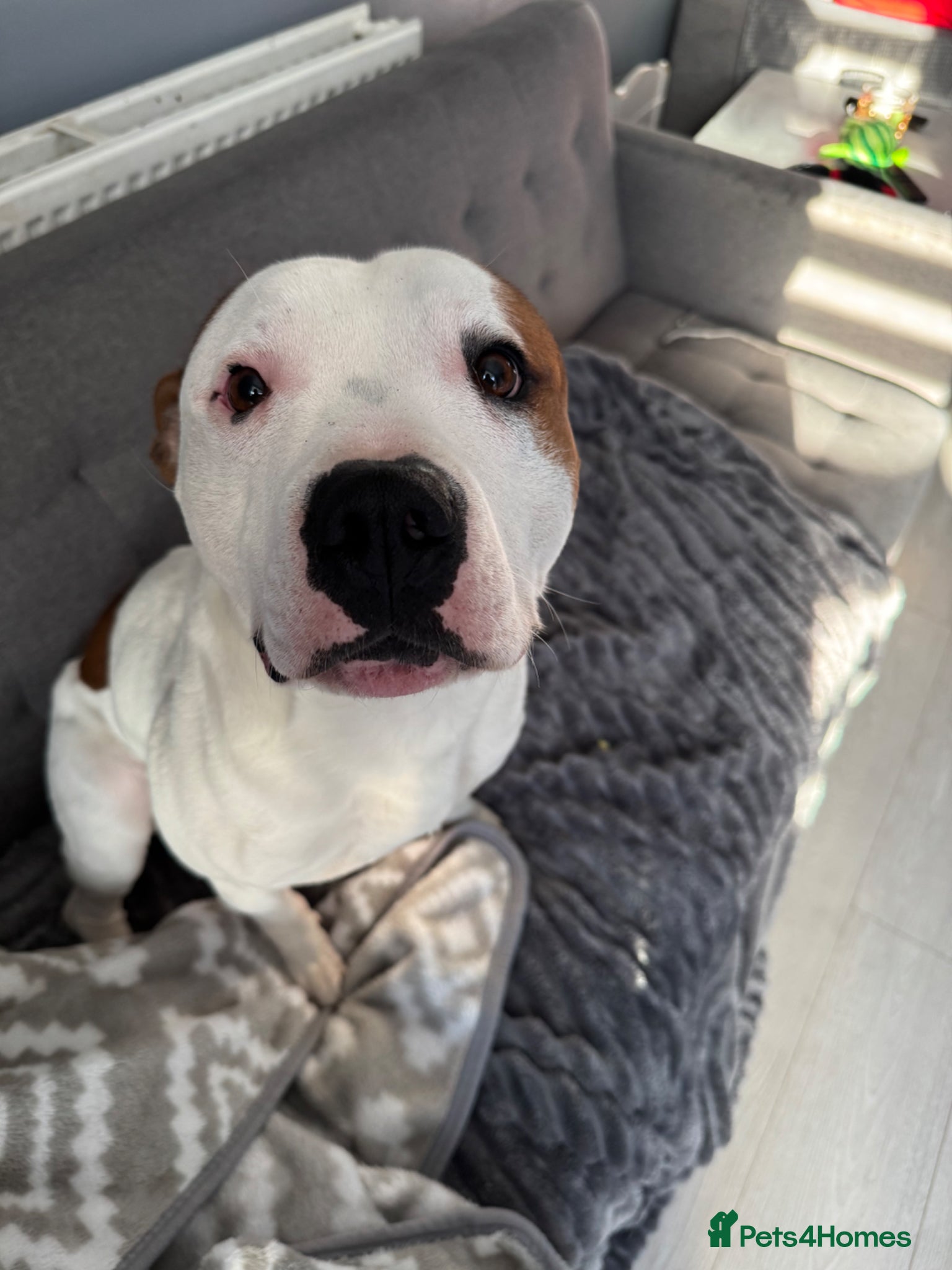 Staffordshire Bull Terrier dogs Loard - Advert 6