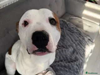 Staffordshire Bull Terrier dogs Loard - Advert 6