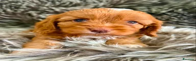 Cavapoo 4