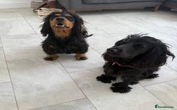 Cocker Spaniel dogs for sale: ****only 2 left****Stunning cocker puppies - Image 24