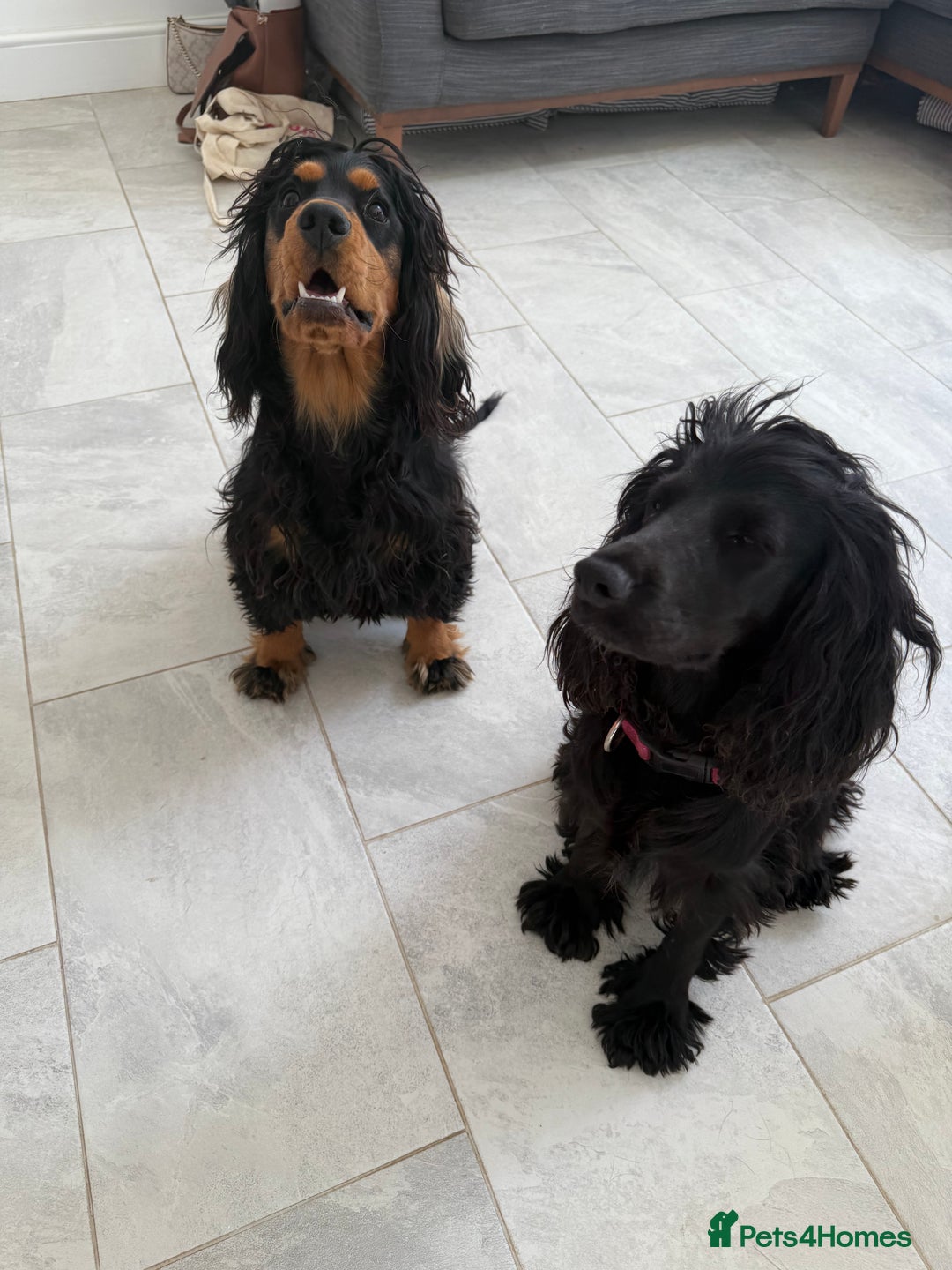 Cocker Spaniel dogs for sale: ****only 2 left****Stunning cocker puppies - Image 24