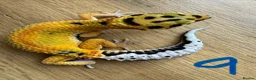 Leopard Gecko reptiles for sale: Leopard geckos - Advert 2