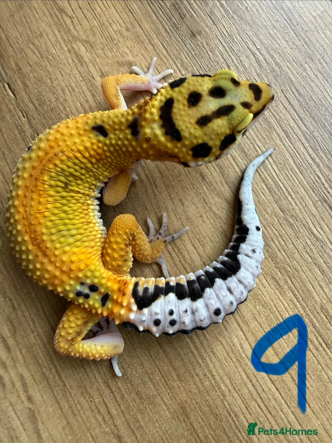 Leopard Gecko reptiles for sale: Leopard geckos - Advert 2