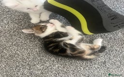 Mixed Breed cats for sale: Healthy & Playful Kittens - Image 6