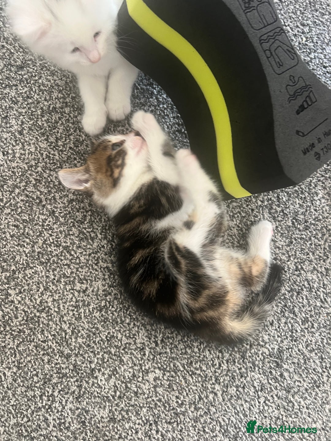 Mixed Breed cats for sale: Healthy & Playful Kittens - Image 6