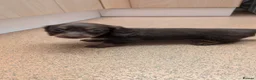 Miniature Dachshund dogs for sale: Miniature dashaund  - Advert 26