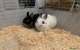 Netherland Dwarf rabbits for sale: Netherland Dwarf Bunnies / Rabbits - Image 1