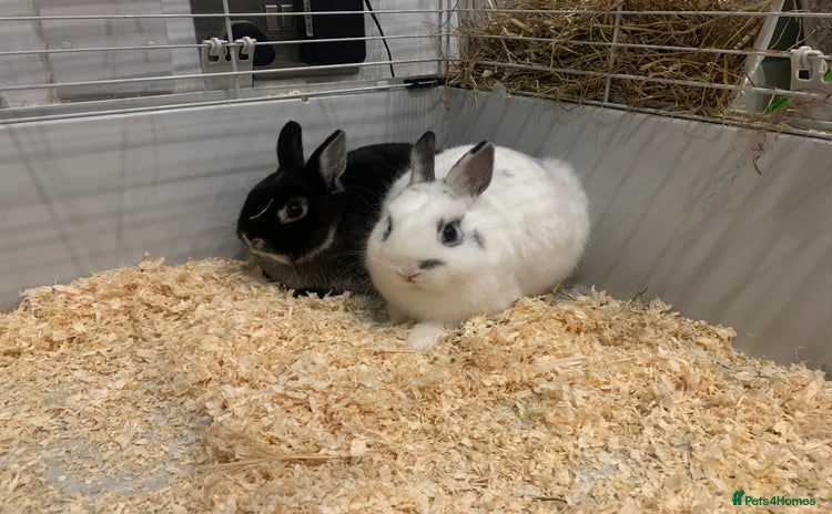 Netherland Dwarf rabbits - Advert 11