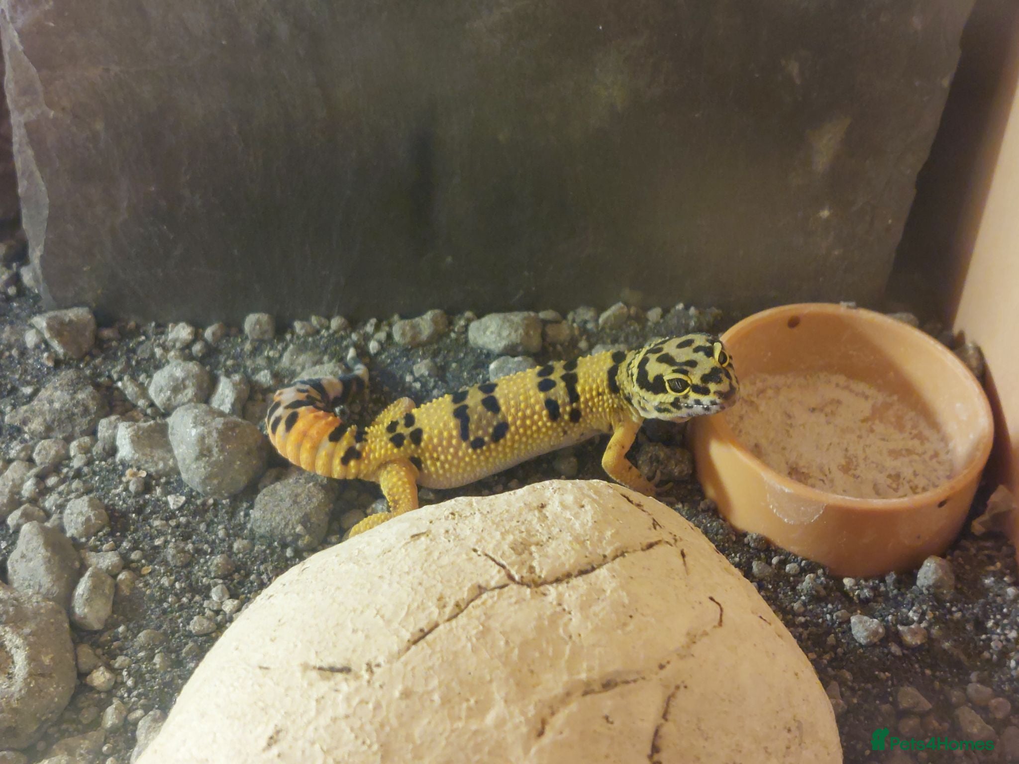Leopard Gecko reptiles Leopard gecko and enclosure  - Advert 4