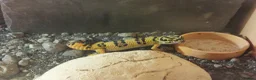 Leopard Gecko reptiles for sale: Leopard gecko and enclosure  in Norwich - Advert 1