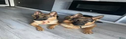 German Shepherd dogs for sale: ⭐️7 Beautiful German Shepherd Puppies⭐️ in Rugby - Advert 28