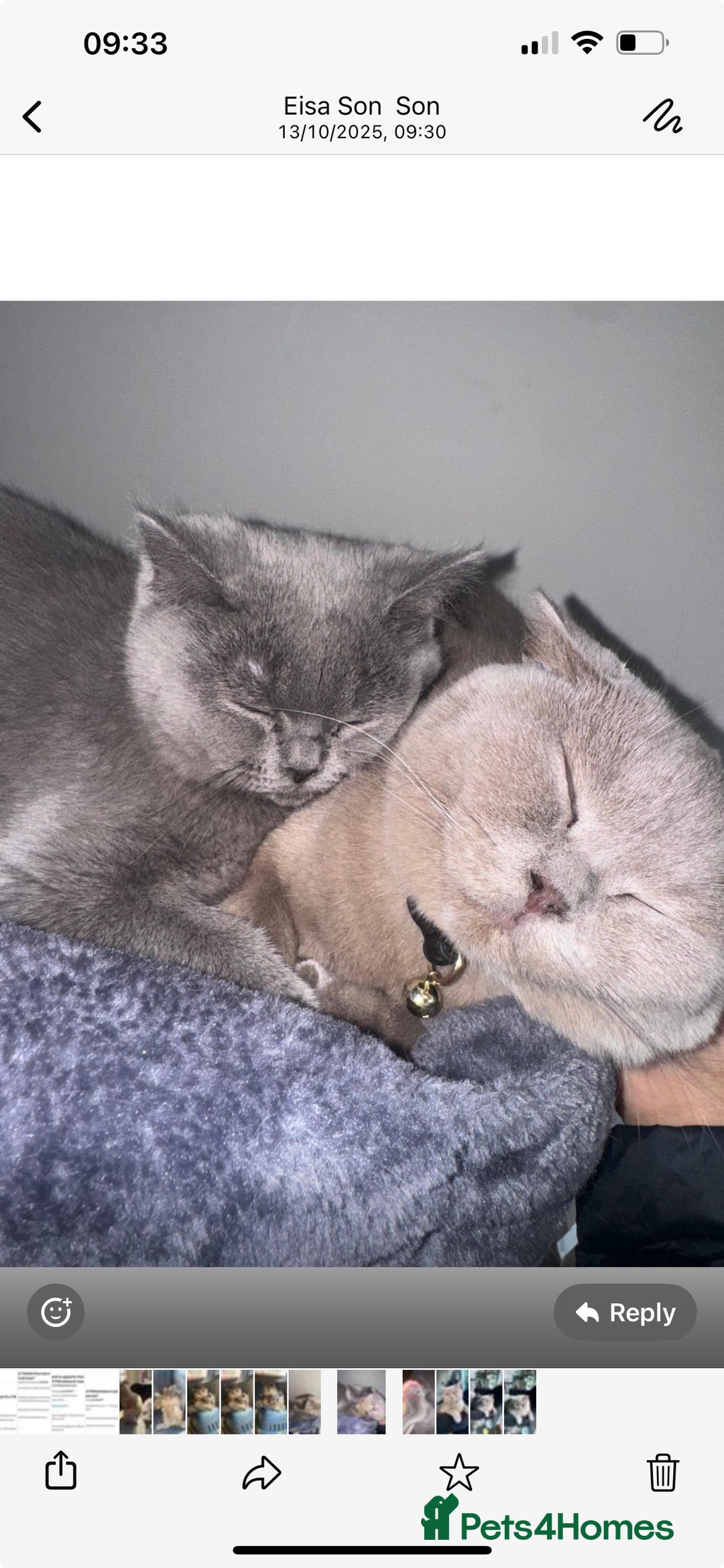 British Shorthair cats for sale: Grey British shorthair  - Image 2