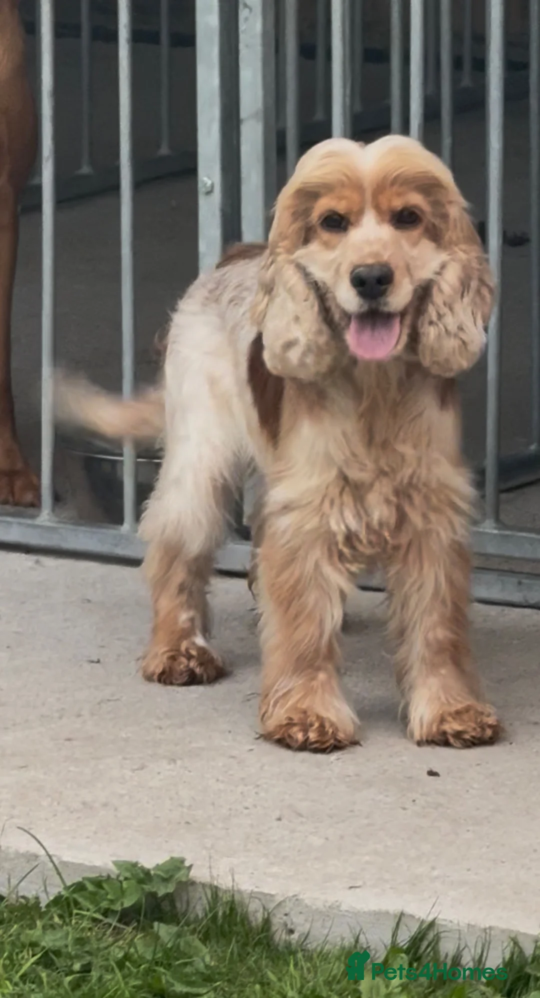 Cocker Spaniel dogs for sale: Beautiful cocker spaniel  - Advert 2