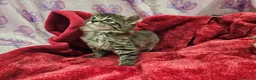 Bengal cats for sale: Bengal kitten's mix - Advert 4