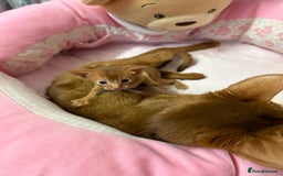 Abyssinian cats for sale: We are looking for a home in London - Image 6
