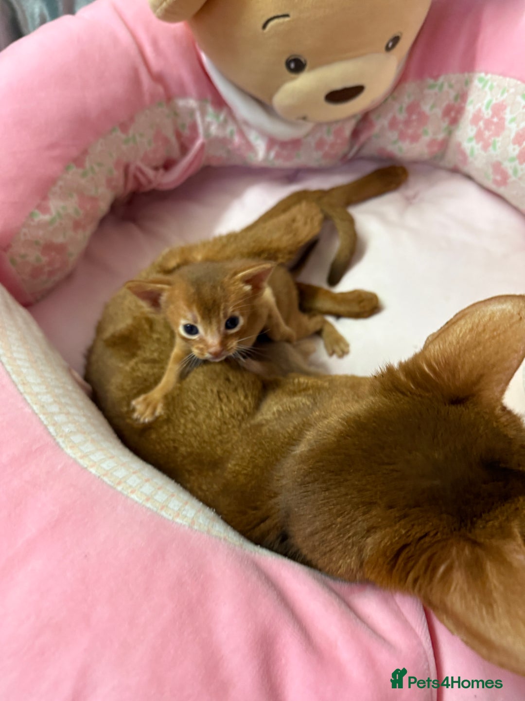 Abyssinian cats for sale: We are looking for a home in London - Image 6