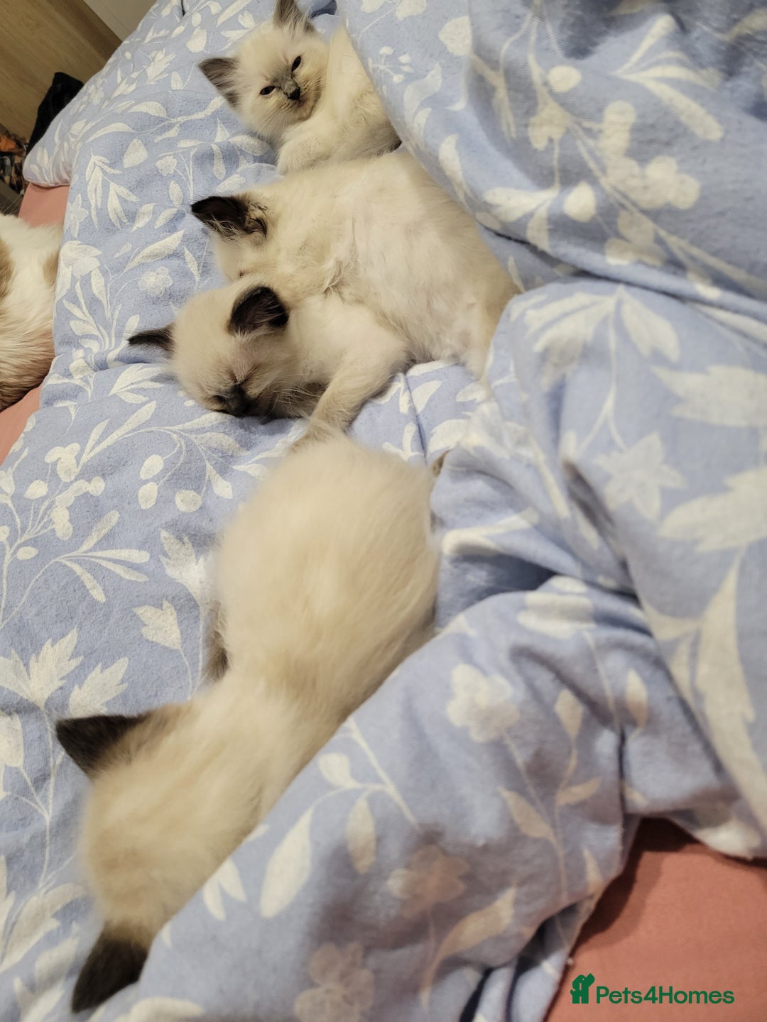Ragdoll cats for sale: 5 very loved and spoiled Ragdoll kitttens - Advert 11