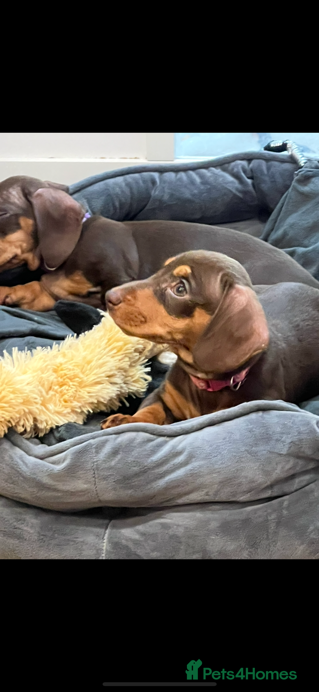 Miniature Dachshund dogs for sale: Beautiful KC registered miniature dachshund  - Image 8
