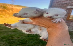 Ferret rodents for sale: Ferret Kits - Image 7
