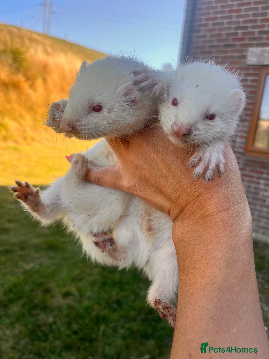 Ferret rodents for sale: Ferret Kits - Image 7